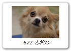  672 ムギクン