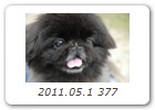 2011.05.1 377