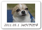 2011.05.1 ショウイチロウ♀