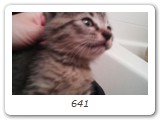 641