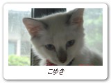 こゆき
