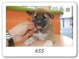 655