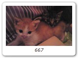 667